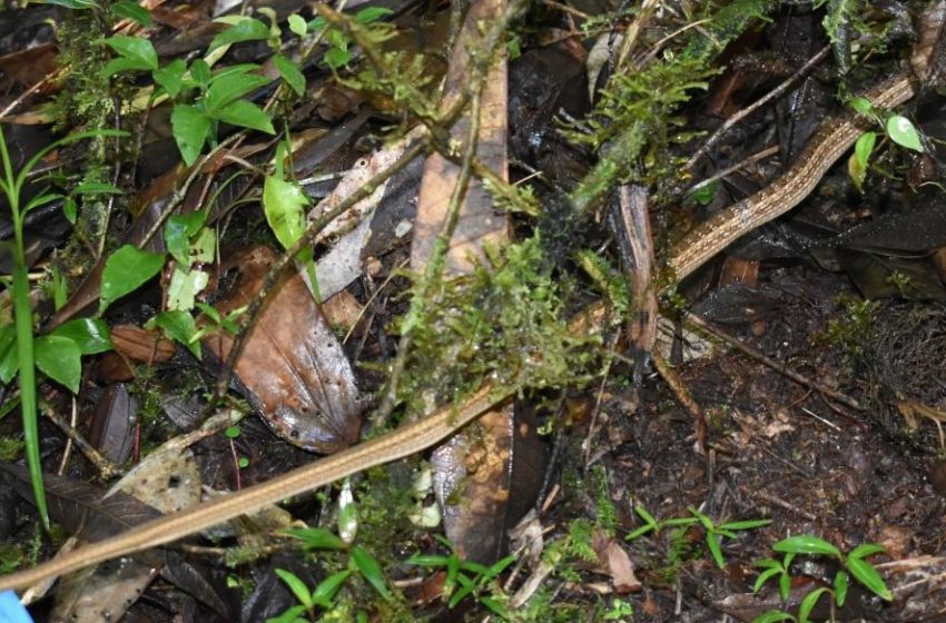  Lo último – 9 – FEBRERO –  *Corpoboyacá realiza liberación de culebra boba rescatada en Sogamoso*