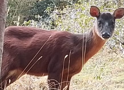  Lo último – SEP – 11 – 3  — Fauna – Avistan venado Soche en el corregimiento de Palermo del municipio de Paipa – 